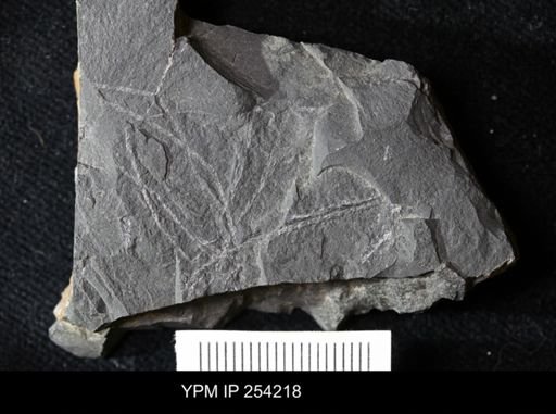 Dicellograptus divaricatus