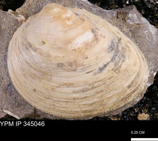 Limopsis striatopunctatus