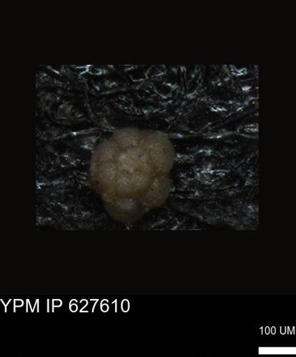 undet. Foraminiferida