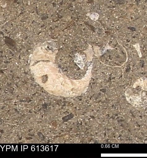 Scaphites sp.