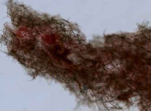 Haliclona (Gellius) sp.