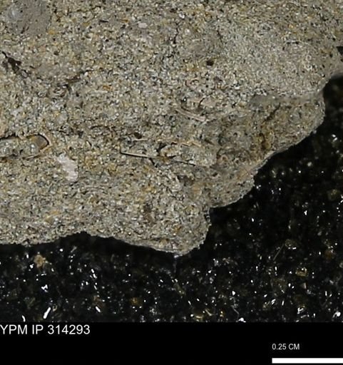 undet. Scaphopoda