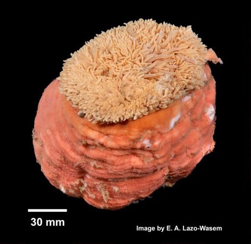 Actiniaria