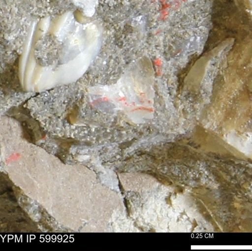 undet. Bivalvia