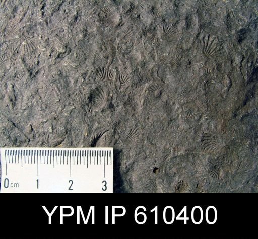 Camarotoechia sp.