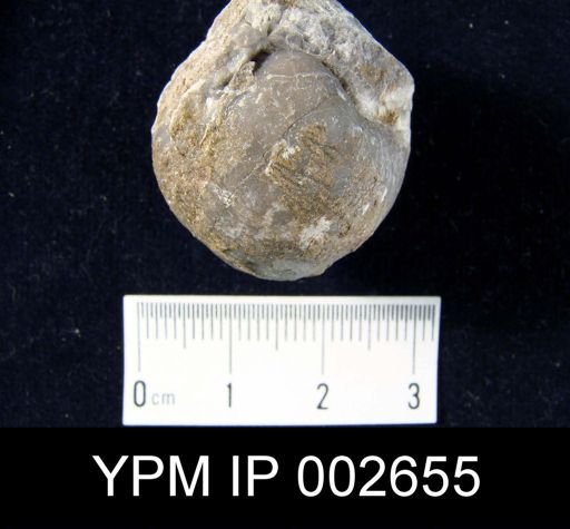 Pentamerus globus