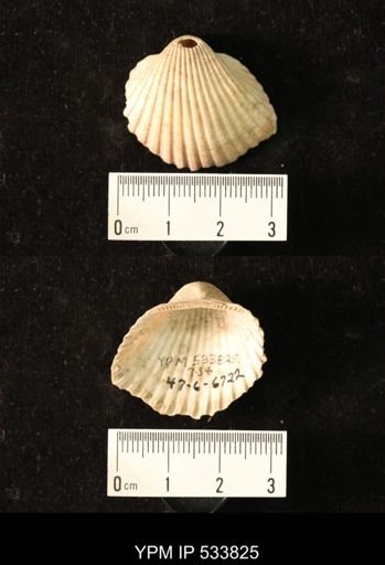Arca transversa