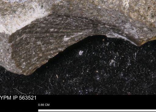Oxytoma (Hypoxytoma) nebrascana