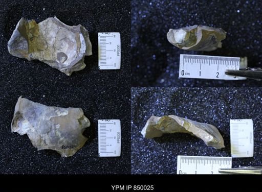 Baculites