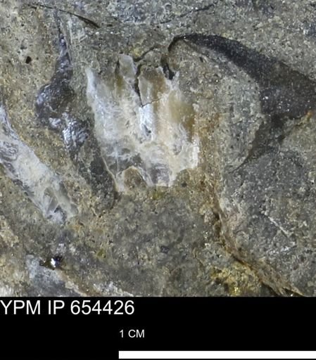 Mollusca