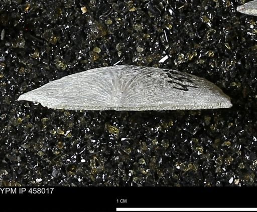 Strophodonta sp.