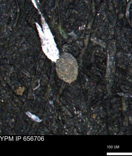 Spirolocammina planula