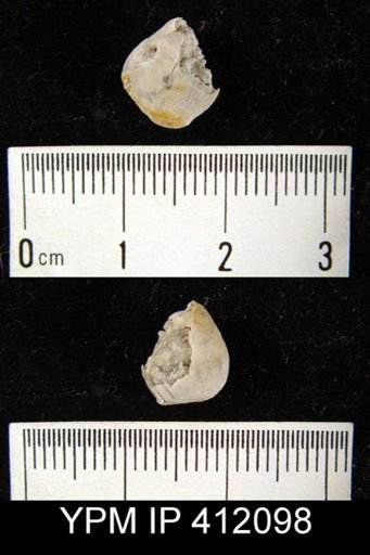Composita sp.
