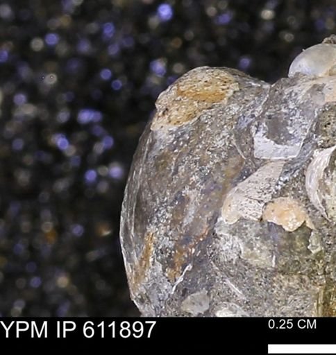 Protocardia sp.