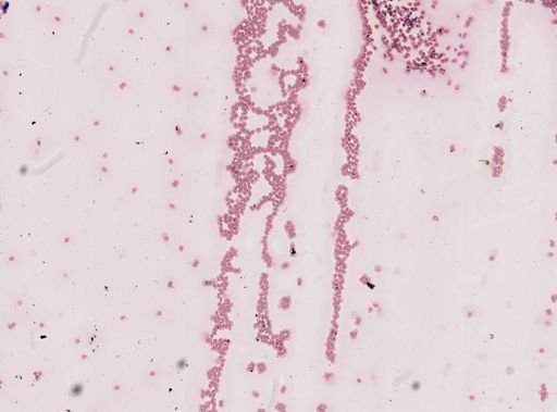Trypanosoma tritonis
