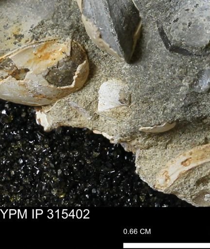undet. Bivalvia