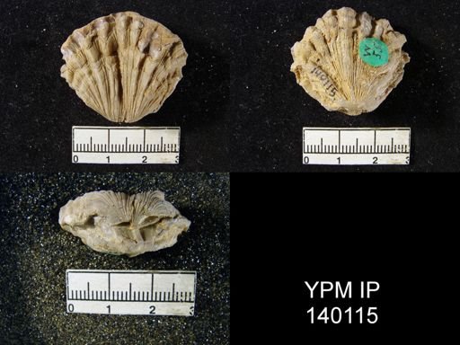 Streptorhynchus (Kiangsiella) pectiniformis