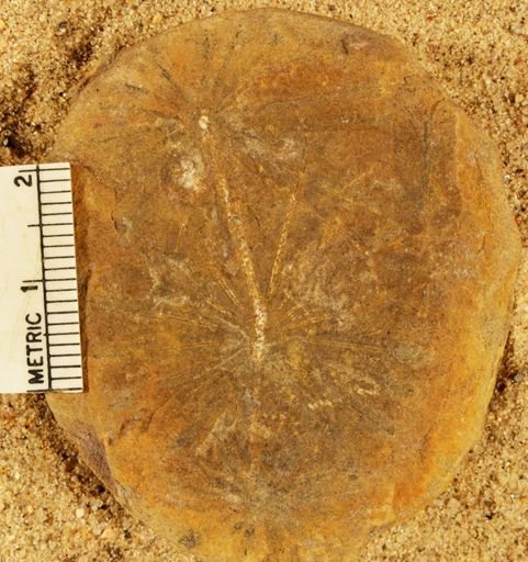 Annularia radiata