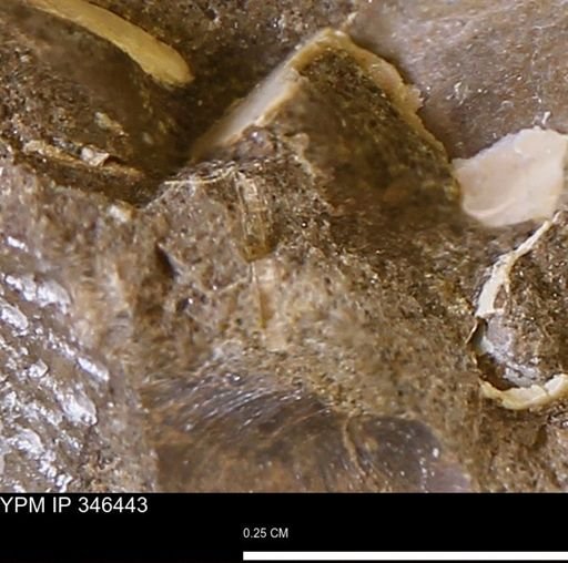 undet. Mollusca