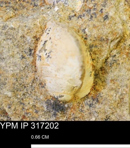 Protocardia sp.