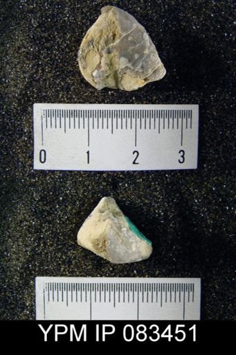 Meristella atoka