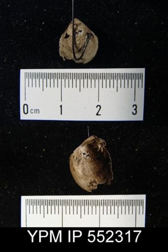 Meristella bella