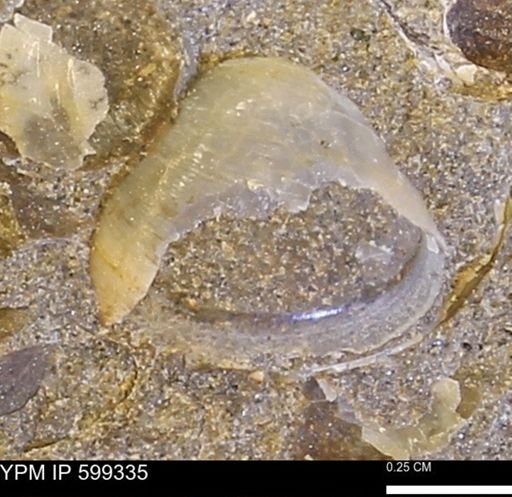 Protocardia subquadrata