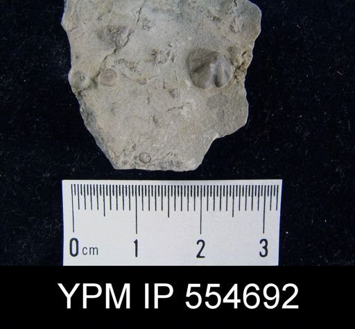 Hyattidina congesta junea