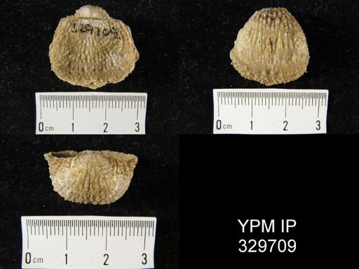 Echinoconchus sp.