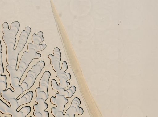Haemonchus contortus