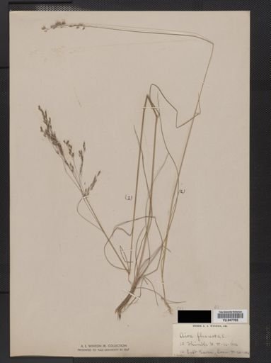 Deschampsia flexuosa