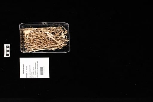 Diastobranchus capensis