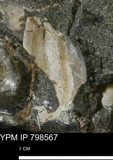 undet. Bivalvia