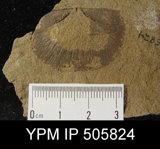 Strophomenida
