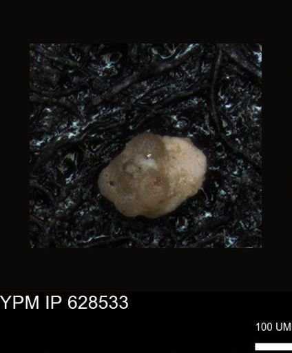undet. Foraminiferida