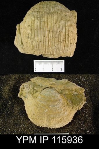 Dictyoclostus welleri