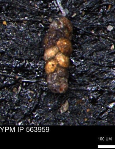 Ammobaculoides phaulus