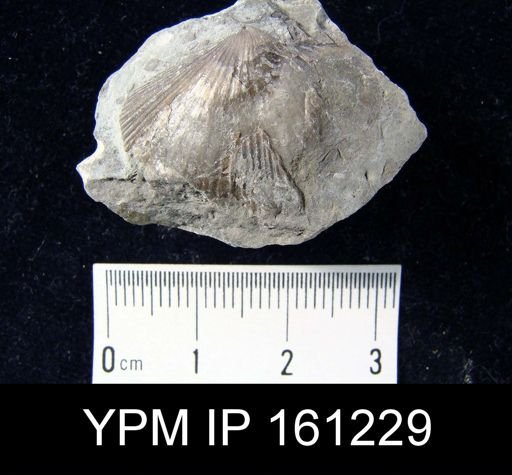 Hebertella maria