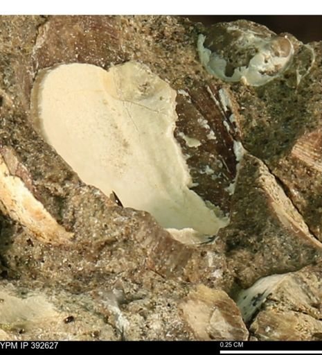 Protocardia subquadrata