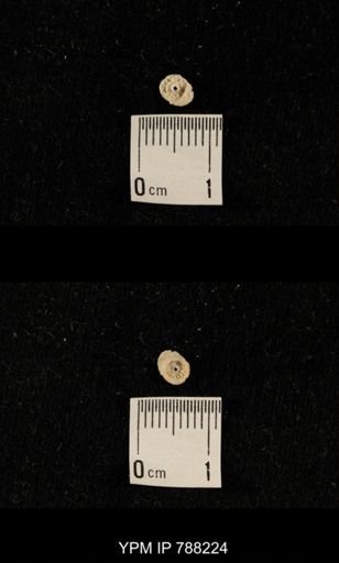 undet. Crinoidea