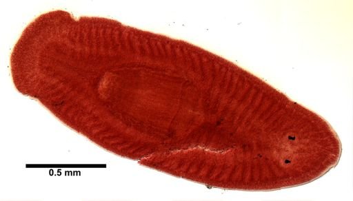 Bdelloura