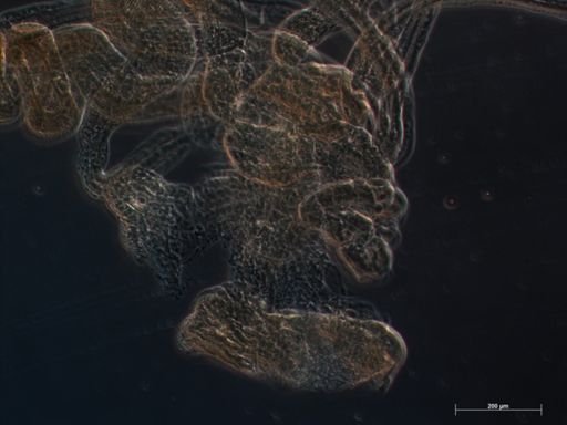 Halistemma rubrum