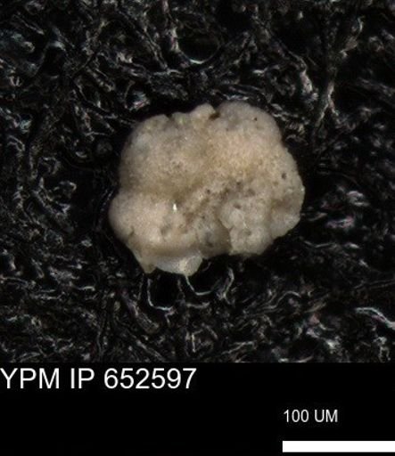 undet. Foraminiferida