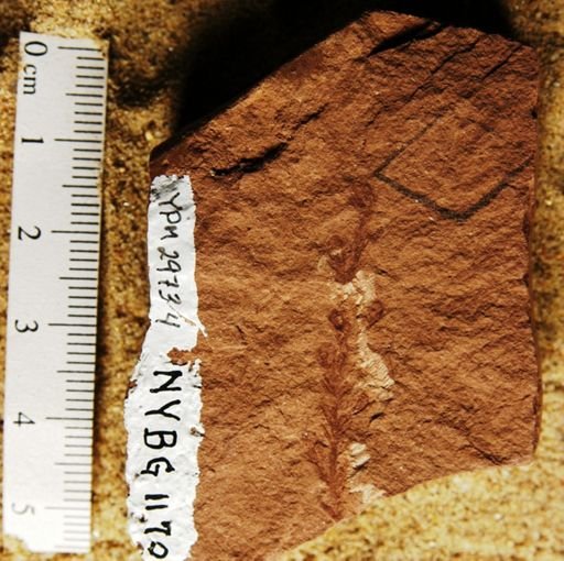 Sequoia affinis