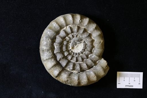 Echioceras raricostatum
