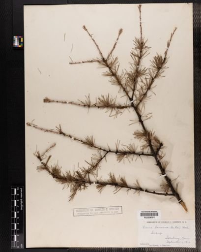 Larix laricina