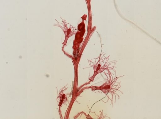 Obelia