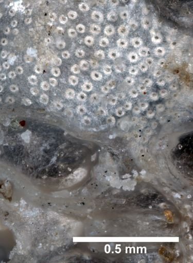 Tubulipora flabellaris
