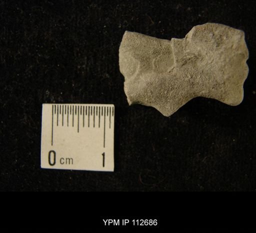 undet. Bryozoa