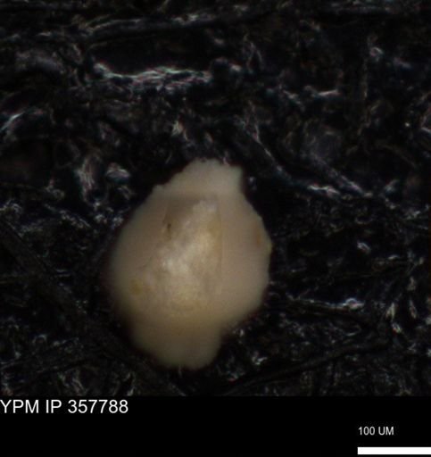 undet. Foraminiferida